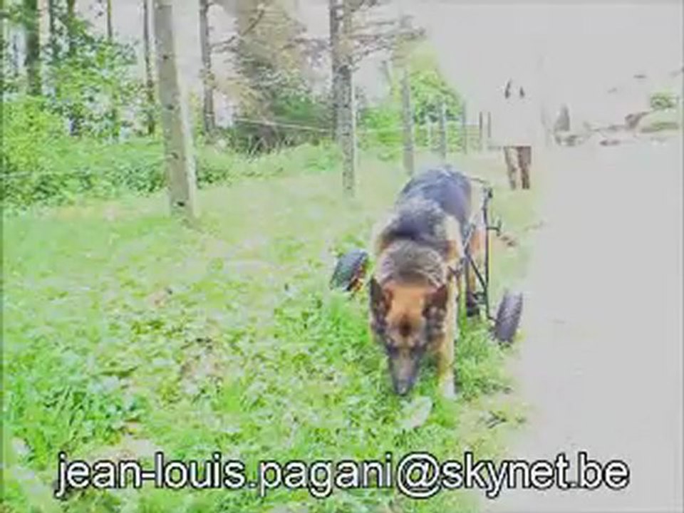 CHARIOT DE REEDUCATION POUR CHIEN www.voiturettepourchien.org