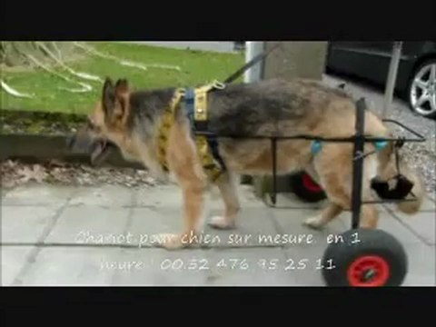 chaise roulante pour berger allemand pagani