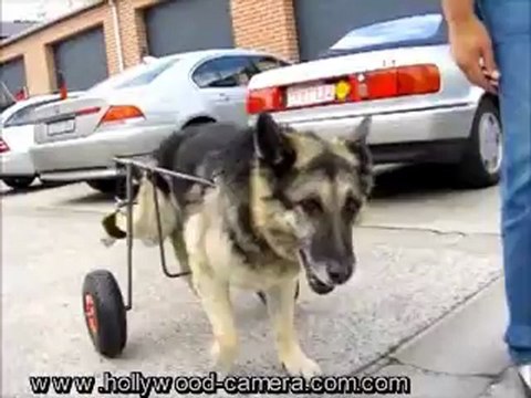 voiturette pour chien handicapé