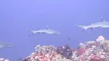 Komodo requins2