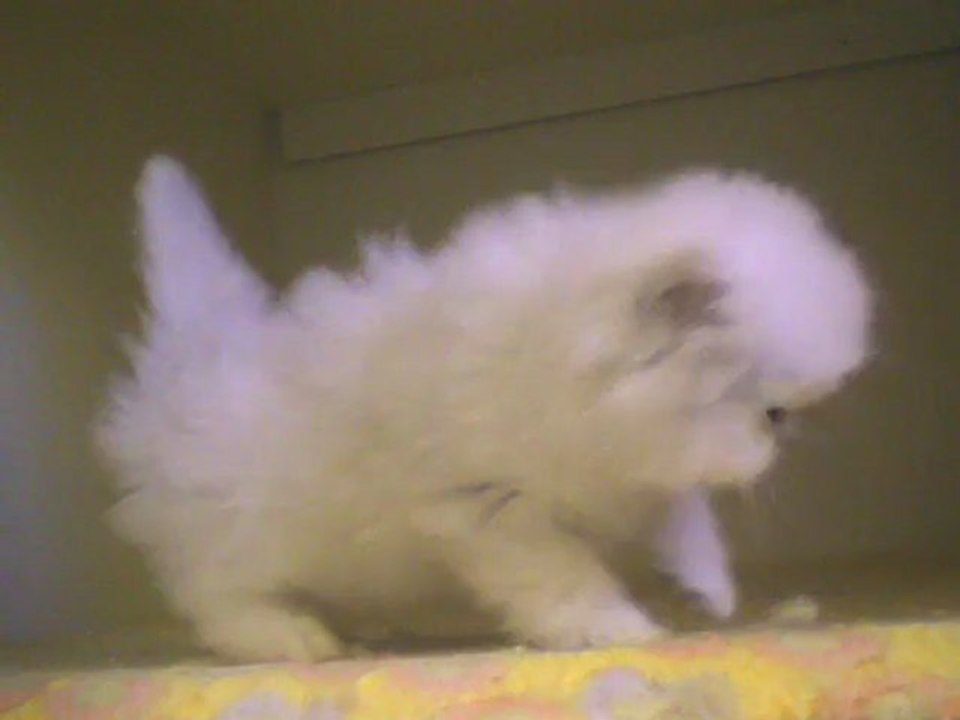 honey kiss 23062012