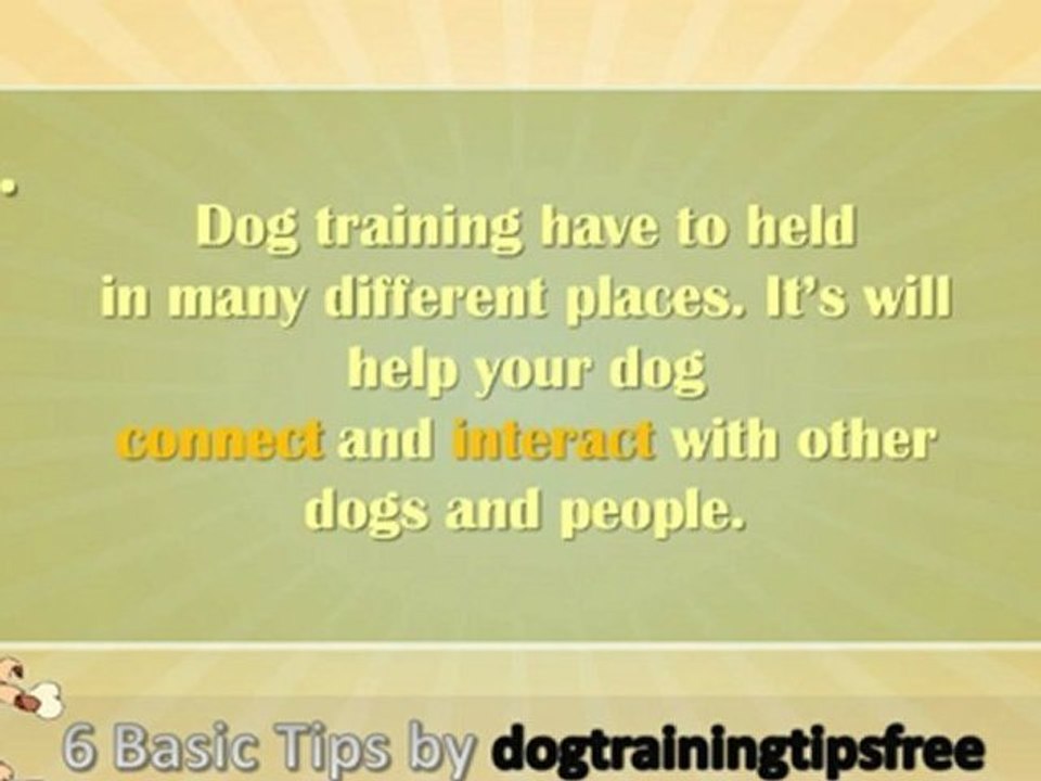 Dog Training Tips For You