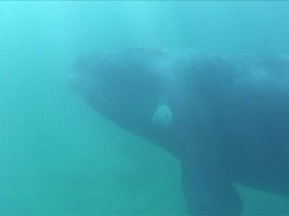 Rencontre avec une baleine australe