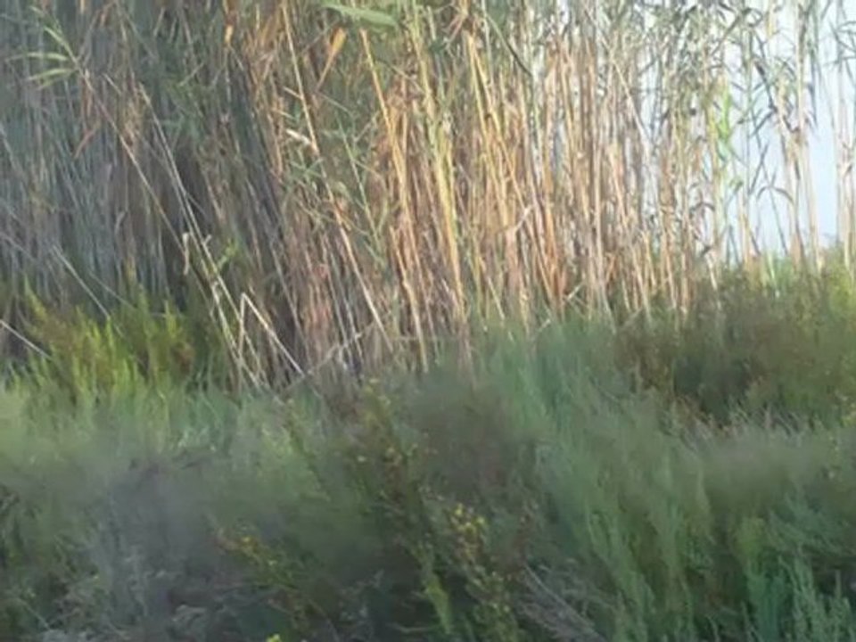 Parajes protegidos  La Hita en el Mar Menor