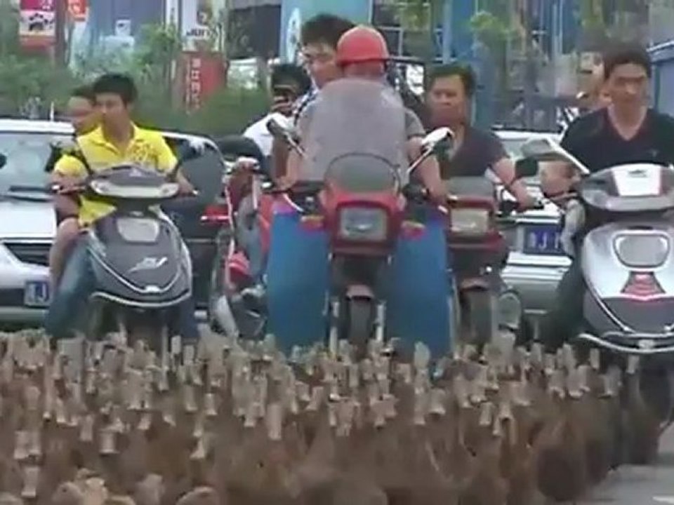 Hello duckies