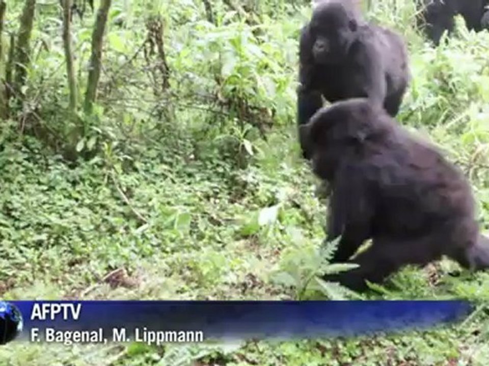 Les gorilles des montagnes toujours menacés par l'homme