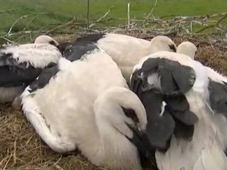 Les cigognes de Baie de Seine