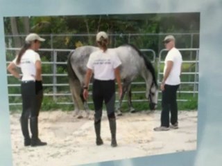 Broward Hippotherapy Horses Dr. Faubel (954) 661-8586
