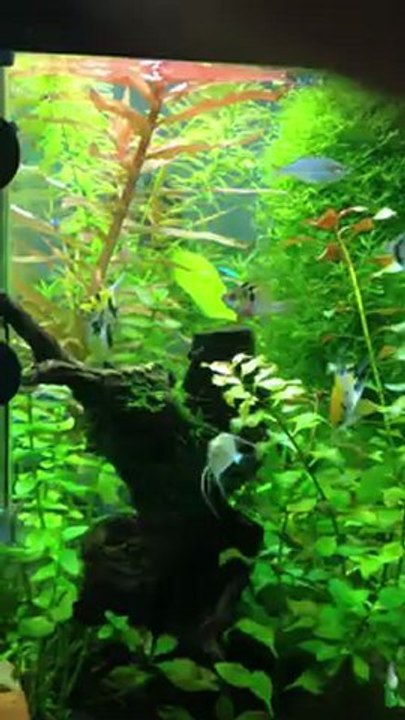 tropical freshwater aquarium (mix fish)