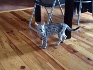 Chaleur d'une chatte bengal