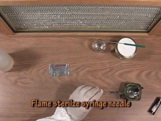 Let's Grow Mushrooms! 2.5 - Sporeprinting and Syringe Making