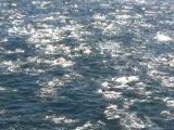 Afrique du sud 2011 : repérage des bancs de dauphins et baleines par hélicoptère