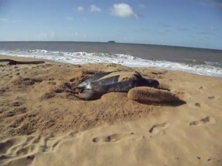 tortue luth montjoly guyane