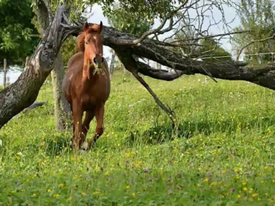 LA VIE DES PLUS BEAUX CHEVAUX