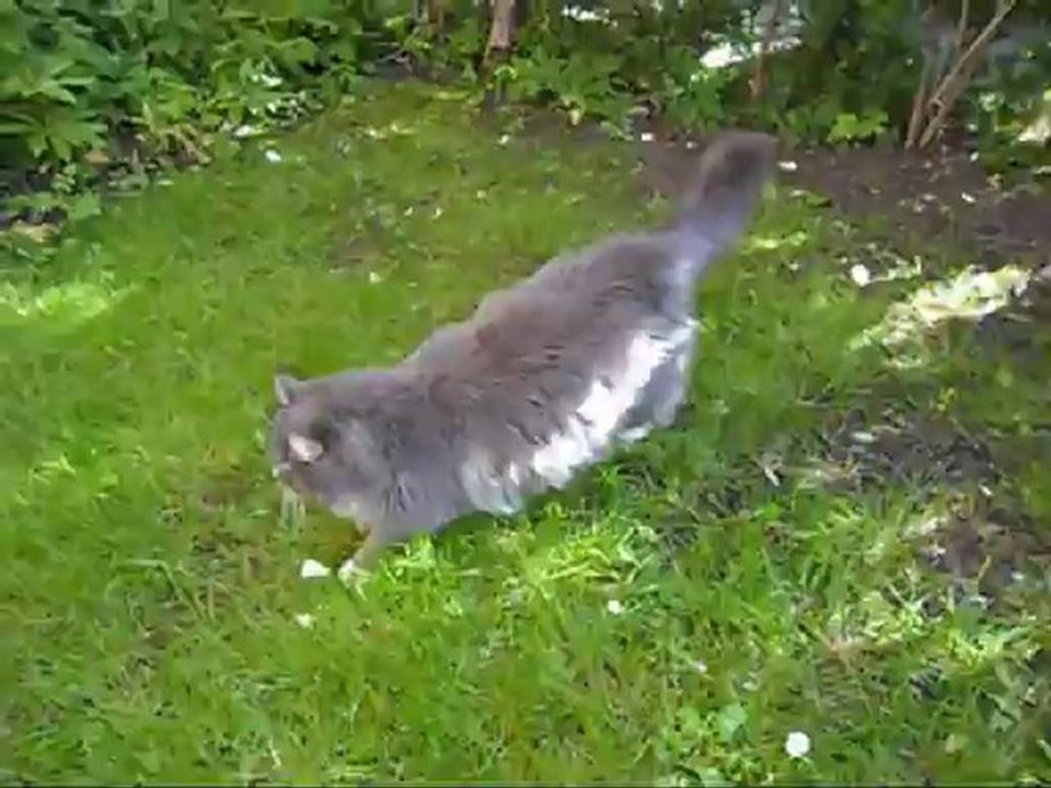 Film på Revis Midsommarafton år 2012 Med fågelsång.