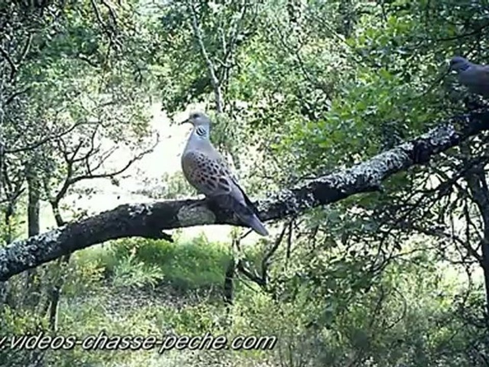 Tourterelles des bois - Bushnell Trophy Cam HD 720p