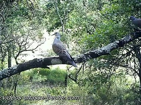 Tourterelles des bois - Bushnell Trophy Cam HD 720p