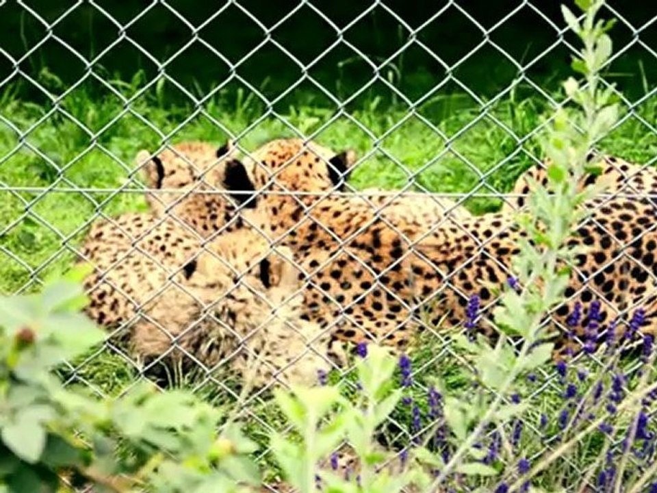 Test Video mit meiner neuen Kamera im Neuwieder Zoo