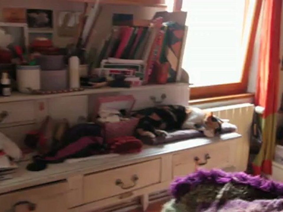 Les animaux dorment dans la chambre 24 juin 2012