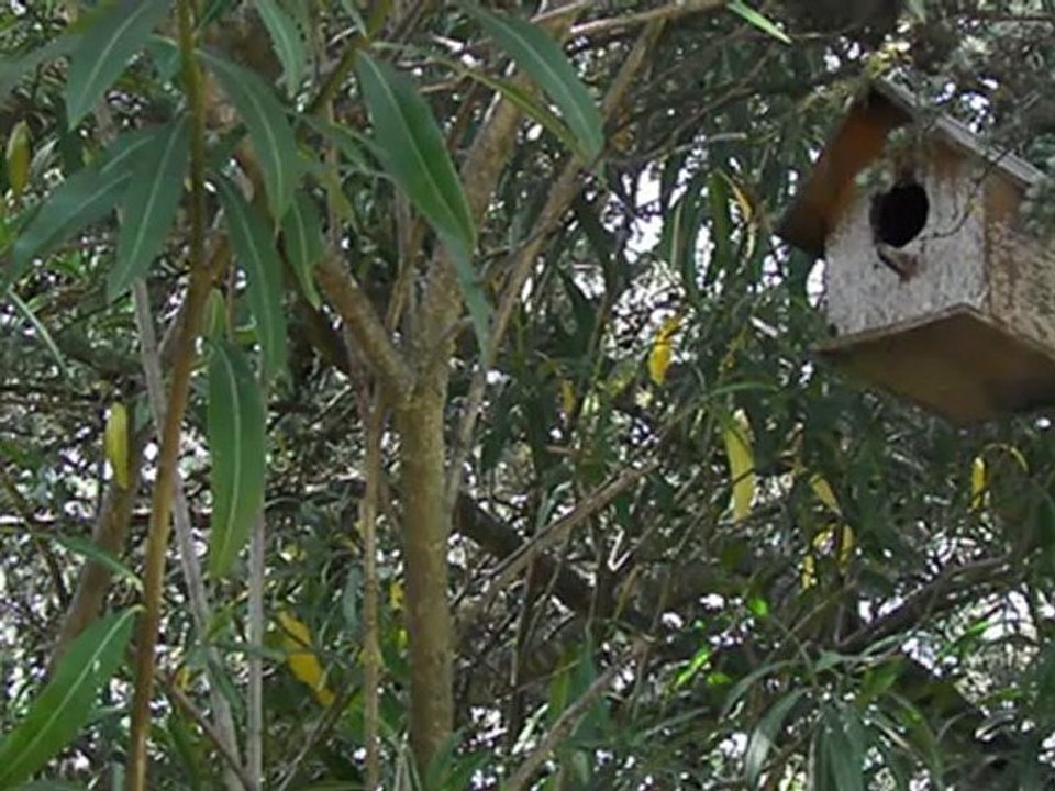 Mésange Charbonnière nourricière