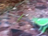 attack of giant praying mantis