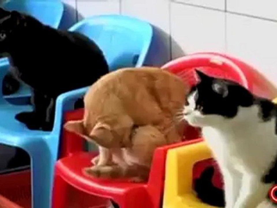 Sizce bu evde kaç kedi var
