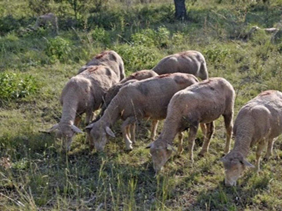 Haut Var  Pays du Verdon Départ en transhumance