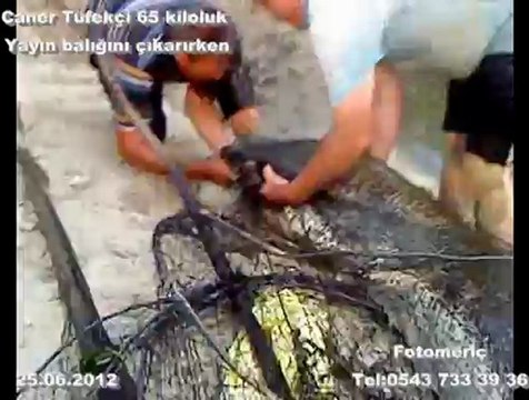 yayın balığı avı