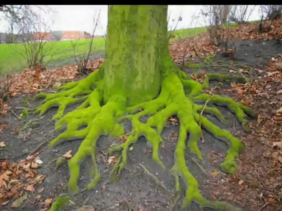 Najdziwniejsze drzewa świata