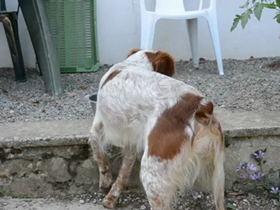 Dîner de Dora