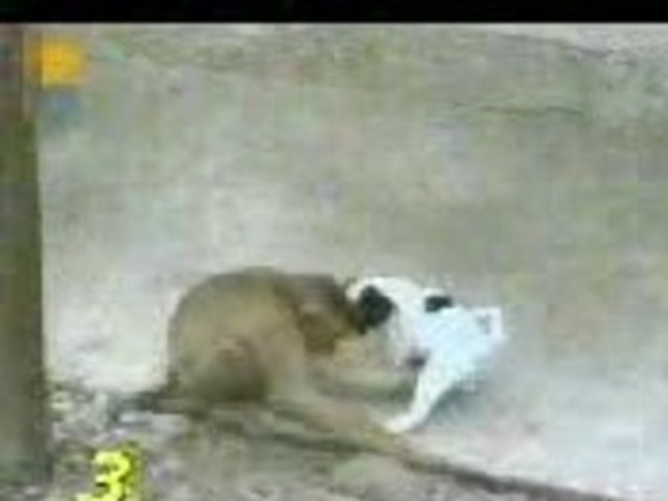 singe