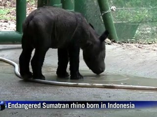 Rare baby Sumatra rhino named a 'gift from God'