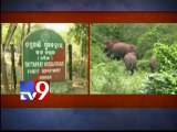 Elephants enter tribal hamlets in Srikakulam