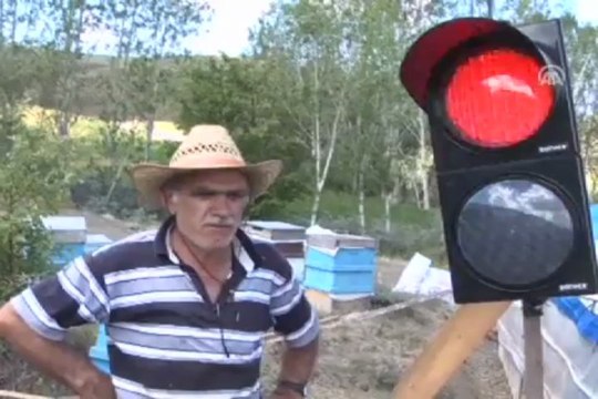 Kovanlarını ayılardan trafik lambasıyla koruyor