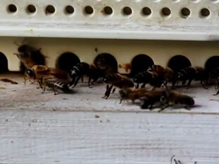 Abeilles en pleine activité