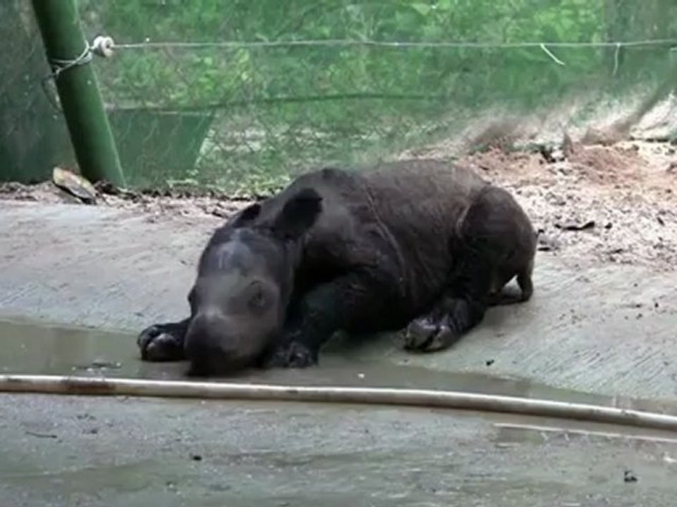 "Gottesgeschenk": Sumatra-Nashorn-Baby entzückt Tierfreunde