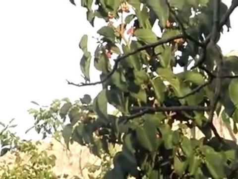 Syria فري برس ريف دمشق تحليق للطيران الحربي منطقة وادي بردى 22 6 2012 Damascus