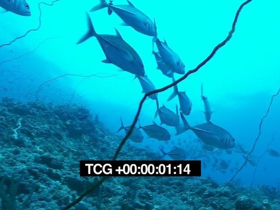 Poissons 1