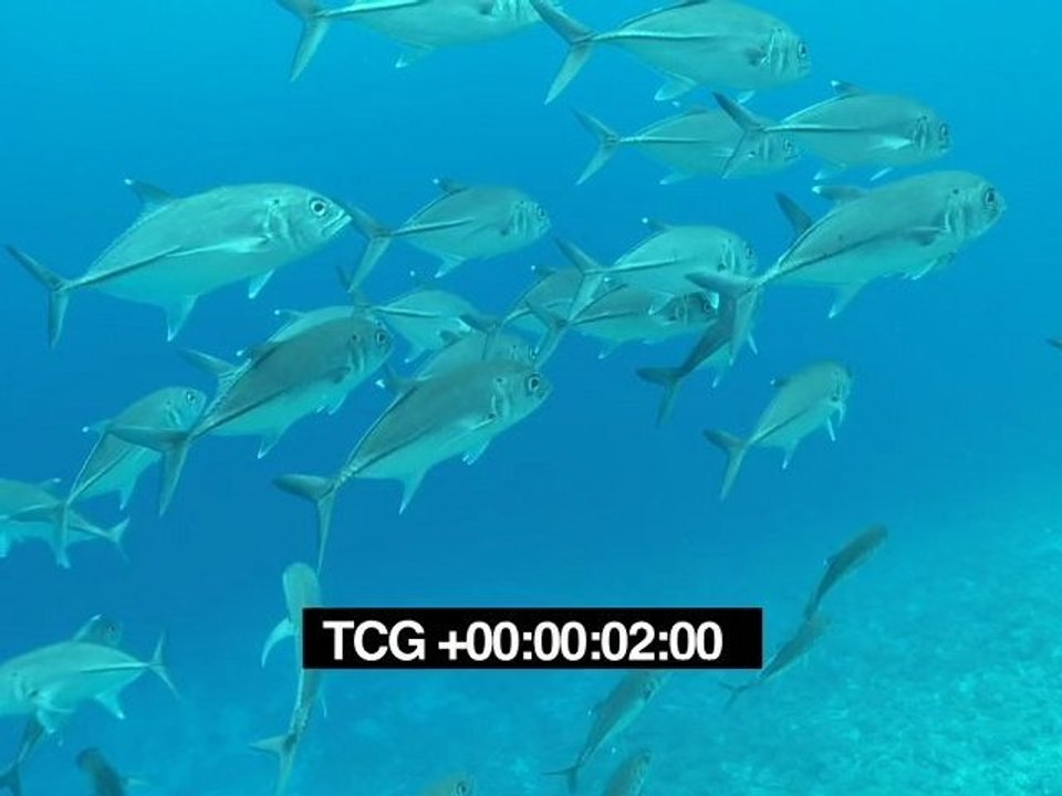 Poissons