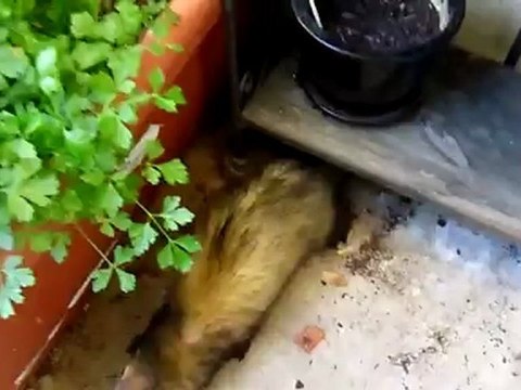 Association les furets de la deuxieme chance Garlic