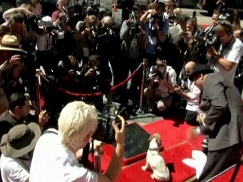 The Artist dog Uggie puts paws in cement