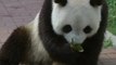 Zoo Visitors Make Special Dumplings for Pandas on Dragon Boat Festival