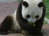 Zoo Visitors Make Special Dumplings for Pandas on Dragon Boat Festival