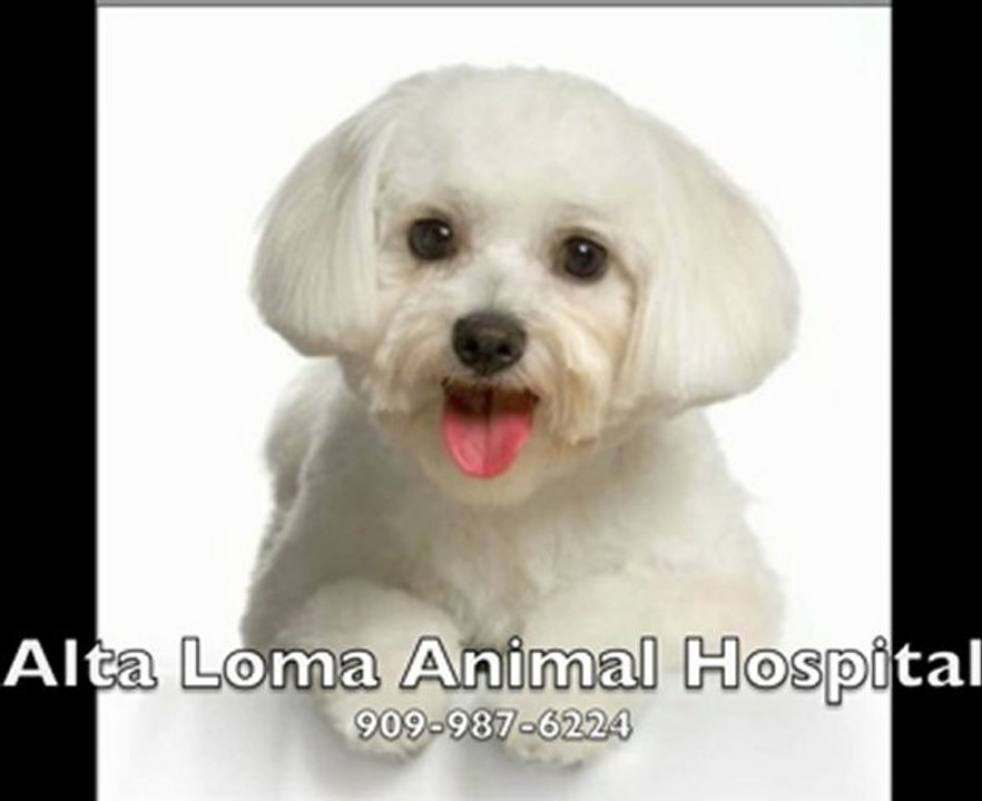 Alta Loma Animal Hospital 909-987-6224 Rancho Cucamonga, CA