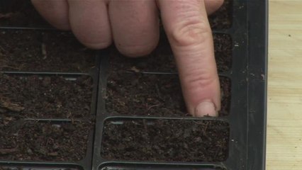 Step By Step Guide To Planting Nasturtiums