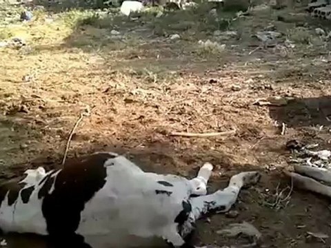 Syria فري برس درعا حتى الحيوانات قتلت بقذائف بشار وجنده درعا معربة25 6 2012 Daraa