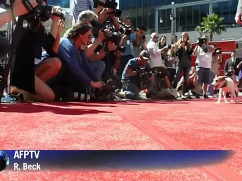 Uggie the dog leaves 'paw print' on Hollywood