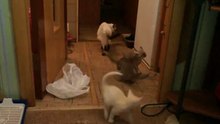 Бесилово тонкинских котят