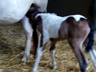 têtée de la pouliche de Shiloh dream