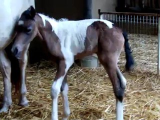 pouliche de Shiloh dream : 5 h de vie